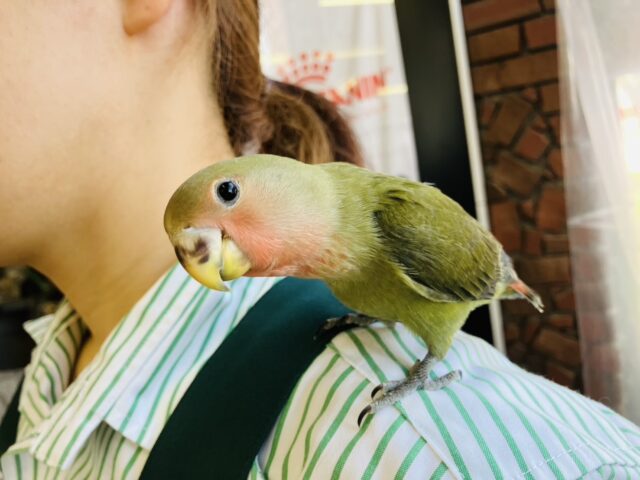 コザクラインコ（小桜インコ）