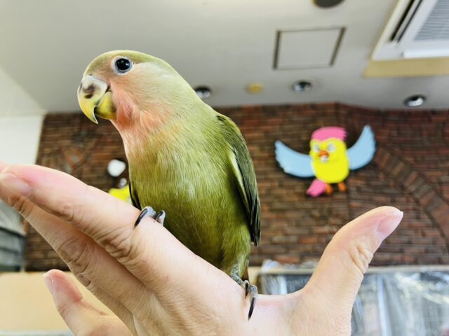 コザクラインコ（小桜インコ）