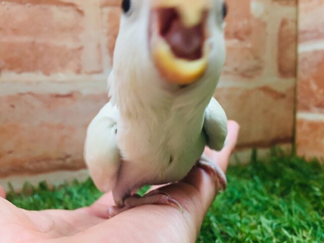 コザクラインコ（小桜インコ）