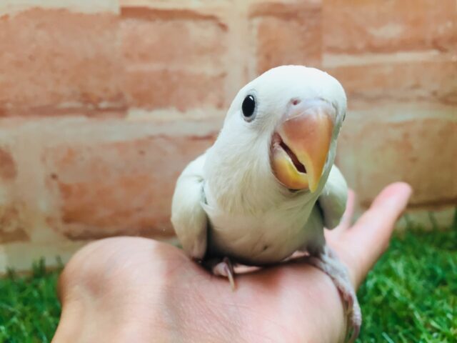 コザクラインコ（小桜インコ）