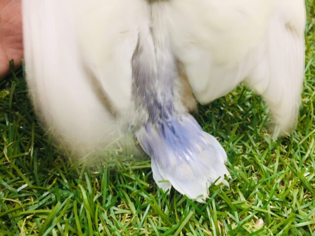 コザクラインコ（小桜インコ）