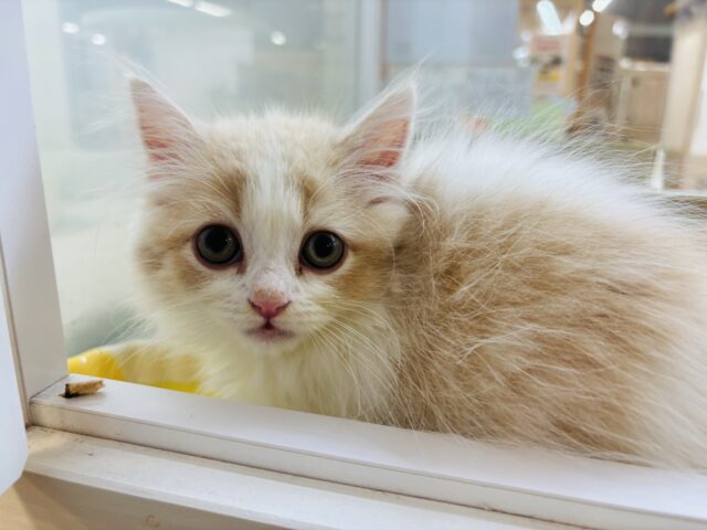 スコティッシュフォールド