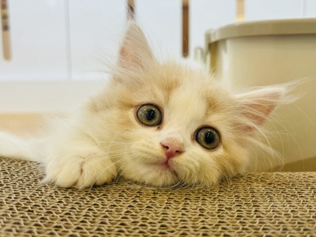 スコティッシュフォールド