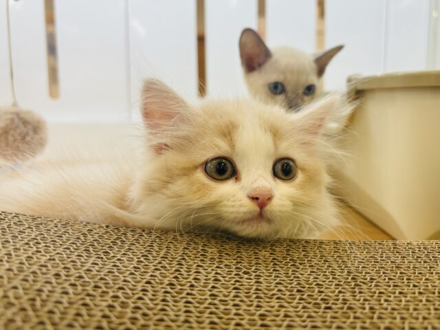 スコティッシュフォールド