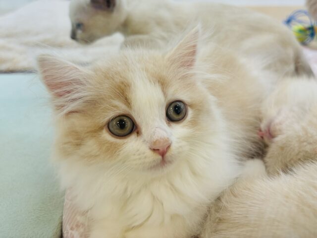 スコティッシュフォールド