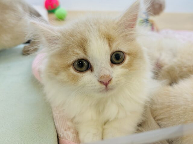 スコティッシュフォールド