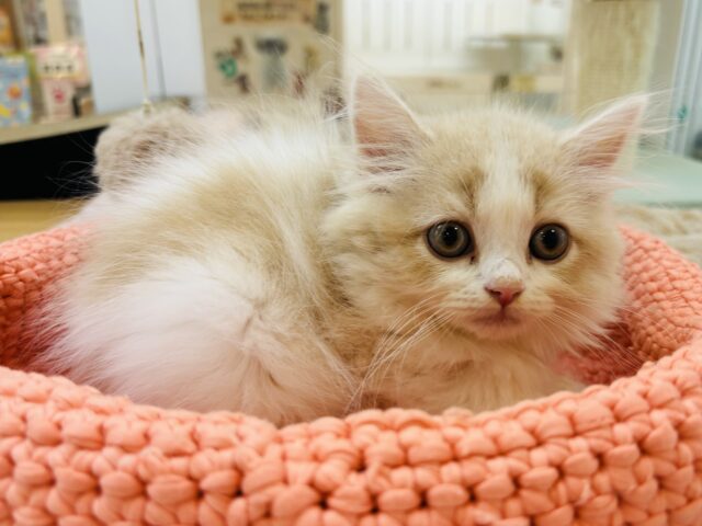 スコティッシュフォールド