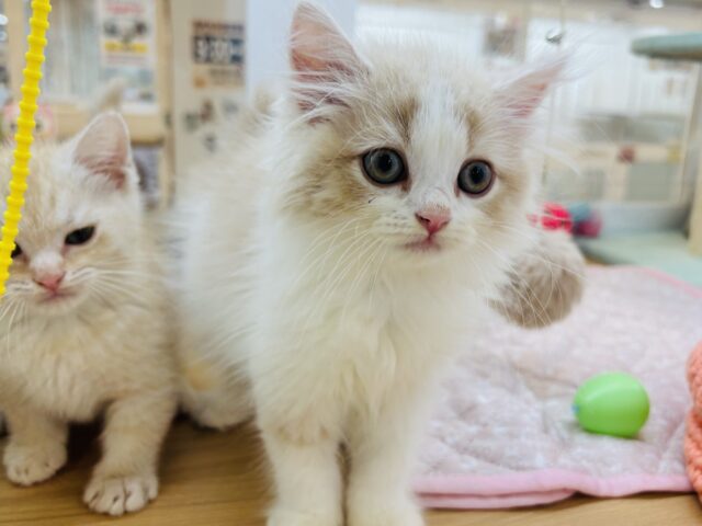 スコティッシュフォールド