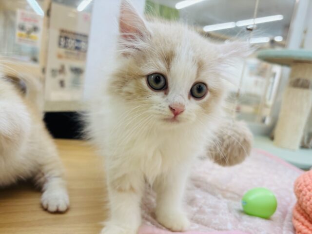 スコティッシュフォールド