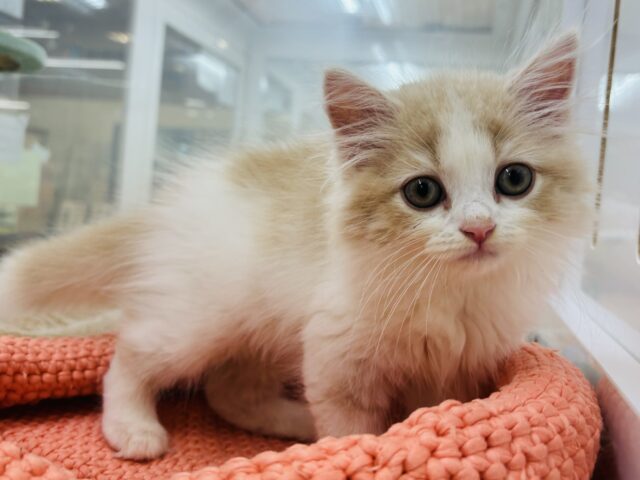 スコティッシュフォールド