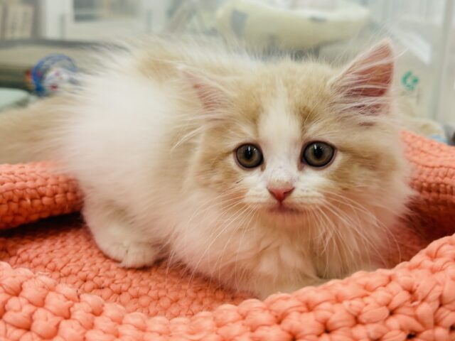 スコティッシュフォールド