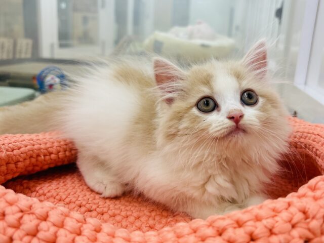 スコティッシュフォールド