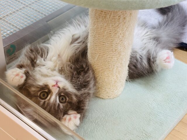 ピピーッ！可愛すぎ注意報！！ラガマフィンちゃん！