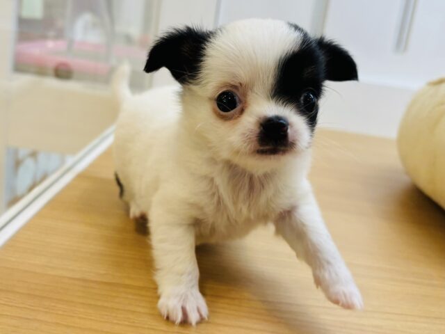 チワマル（マルチワ）