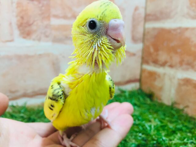 セキセイインコ