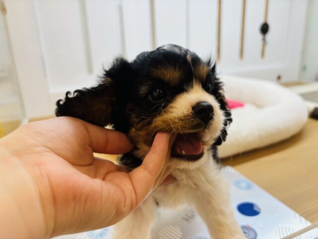 キャバリア・キングチャールズ・スパニエル