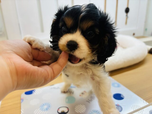 キャバリア・キングチャールズ・スパニエル