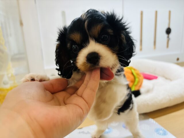 キャバリア・キングチャールズ・スパニエル