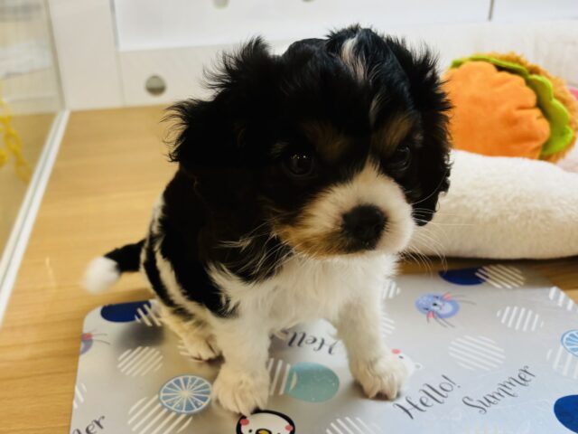 キャバリア・キングチャールズ・スパニエル