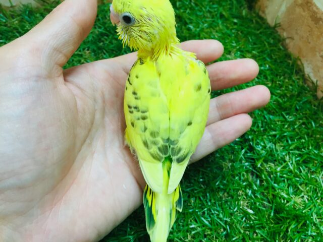 セキセイインコ