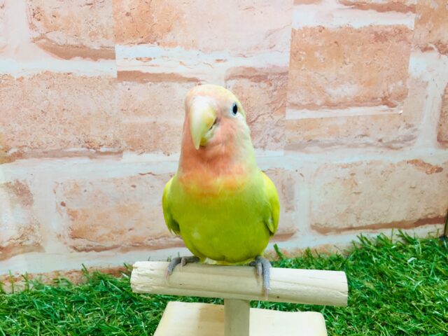 コザクラインコ（小桜インコ）