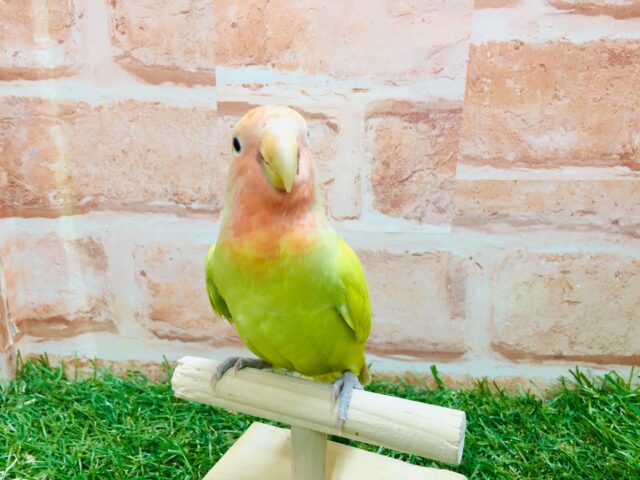 コザクラインコ（小桜インコ）