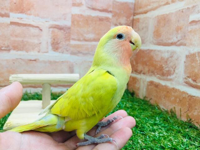【☆最新画像更新☆】💛💛💛コザクラインコ（シナモン）💛💛💛