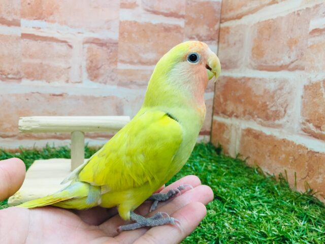 コザクラインコ（小桜インコ）