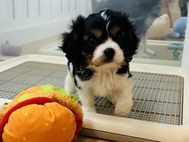 キャバリア・キングチャールズ・スパニエル