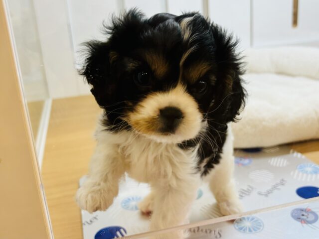 キャバリア・キングチャールズ・スパニエル