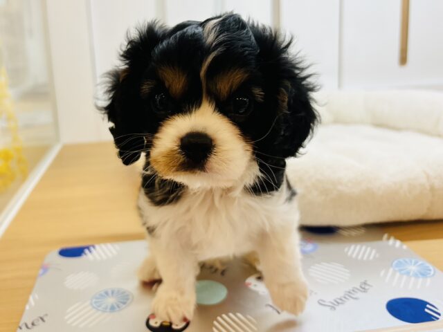 キャバリア・キングチャールズ・スパニエル