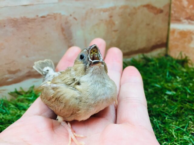 錦花鳥（キンカチョウ）