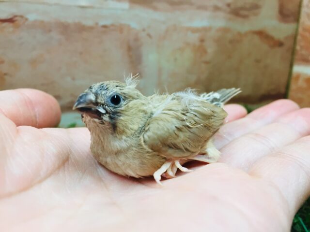 錦花鳥（キンカチョウ）