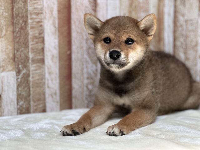 美人な赤柴ちゃん❤️2025年6月23日生まれ　女の子