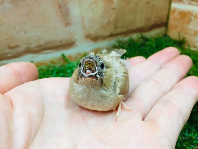 錦花鳥（キンカチョウ）