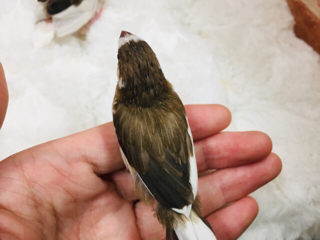 十姉妹（ジュウシマツ）