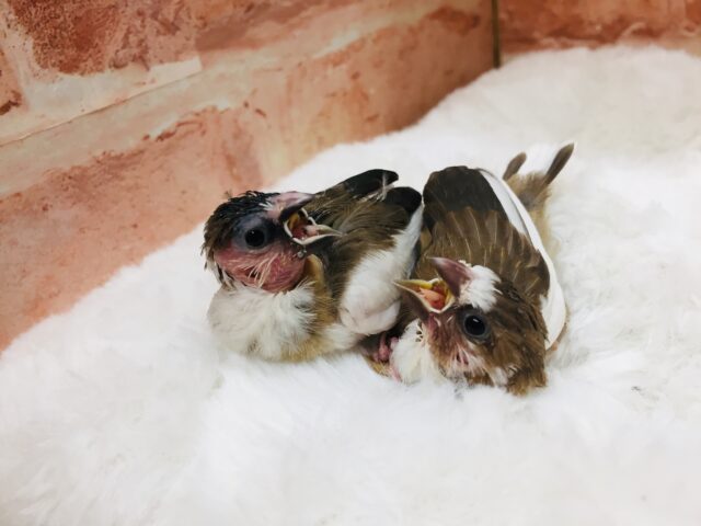 十姉妹（ジュウシマツ）