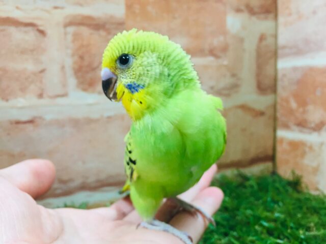 セキセイインコ