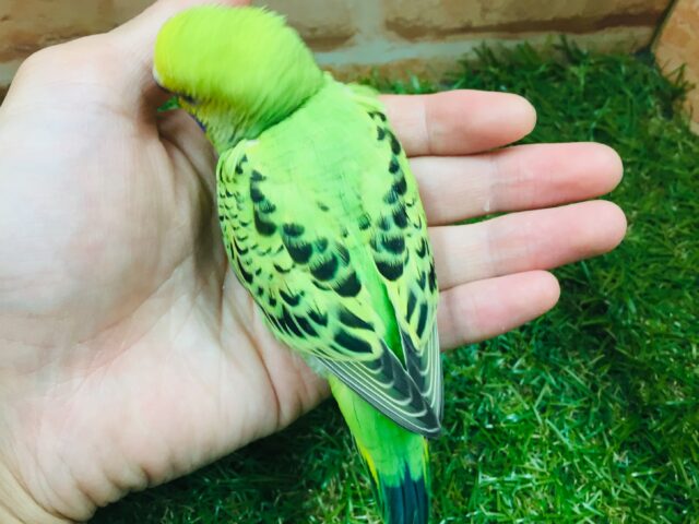 セキセイインコ