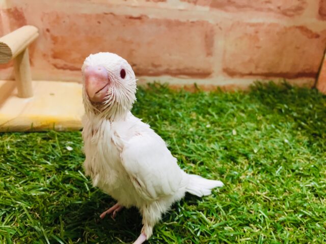 セキセイインコ