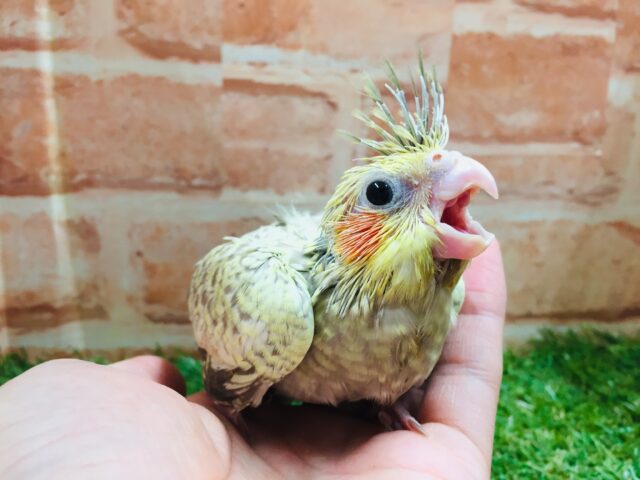 オカメインコ