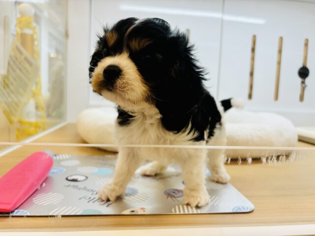 キャバリア・キングチャールズ・スパニエル