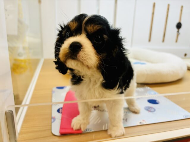 キャバリア・キングチャールズ・スパニエル