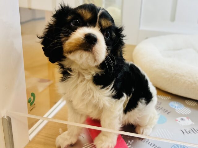 キャバリア・キングチャールズ・スパニエル