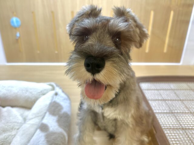 もしゃもしゃ‪‪𓂃 𓈒𓏸◌‬シュナウザー男の子