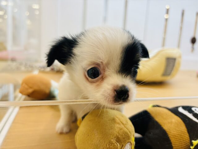 チワマル（マルチワ）