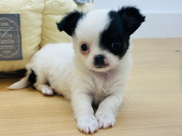 チワマル（マルチワ）