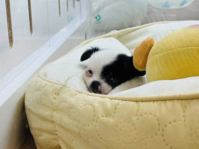 チワマル（マルチワ）