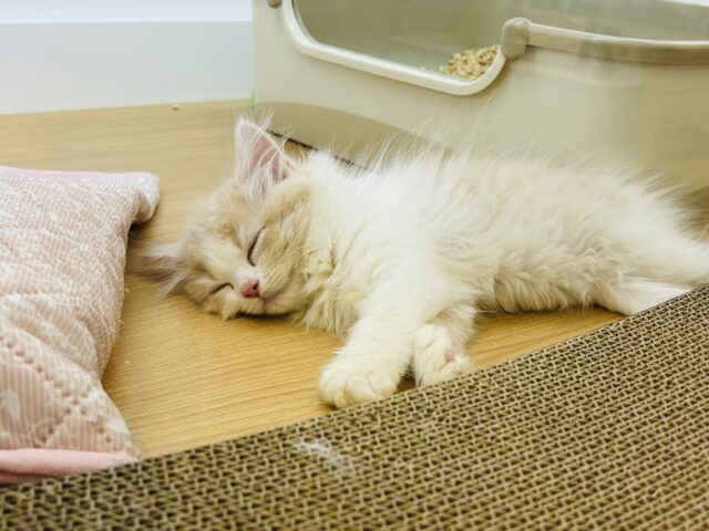 スコティッシュフォールド