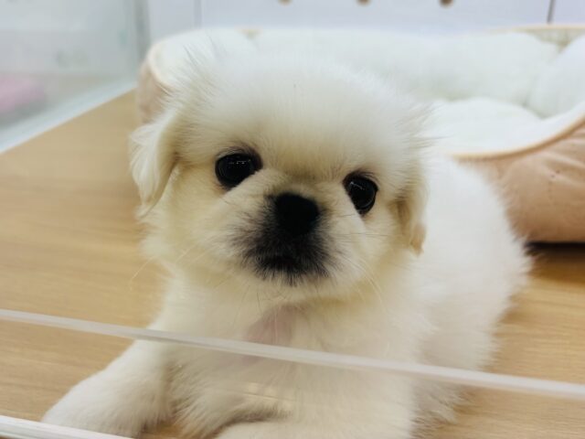 ぺちゃんぺちゃんプリンス👑ペキニーズくん！